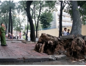 Cây cổ thụ bật gốc ở Hồ Chí Minh khiến giao thông ùn ứ